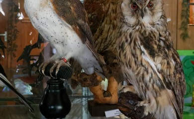 img-13